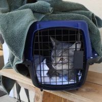 Wintergreen Animal Clinic ico
