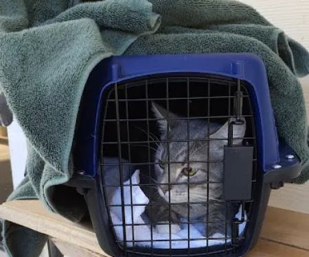 Wintergreen Animal Clinic
