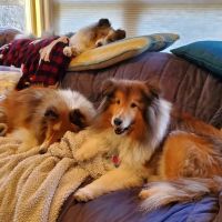 Rockfish Valley Veterinary Clinic ico