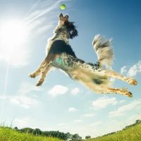 Chartiers Animal Hospital Ltd ico