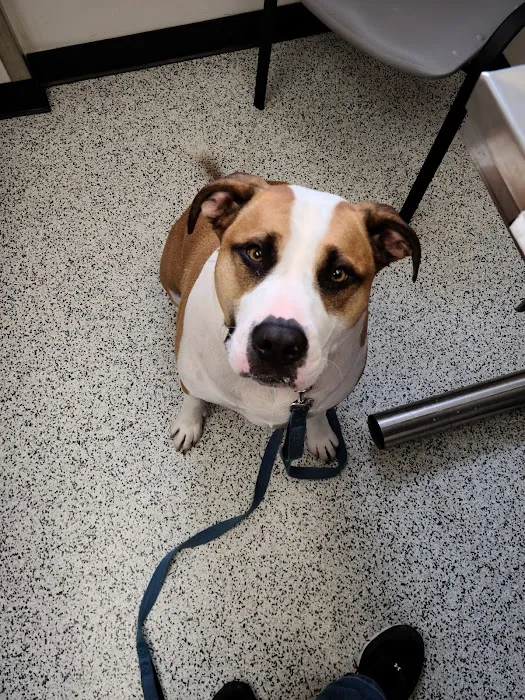 Chartiers Animal Hospital Ltd Picture 4