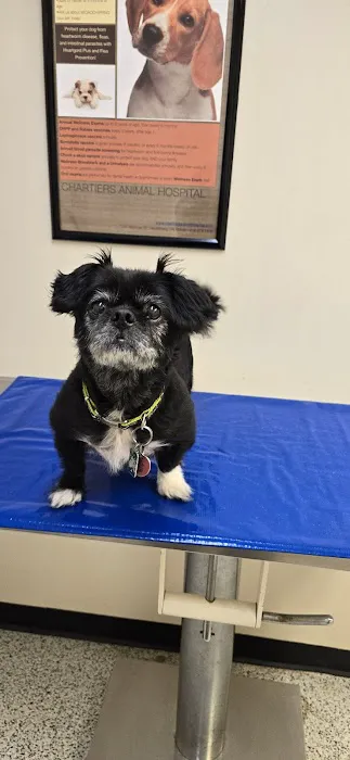 Chartiers Animal Hospital Ltd Picture 8