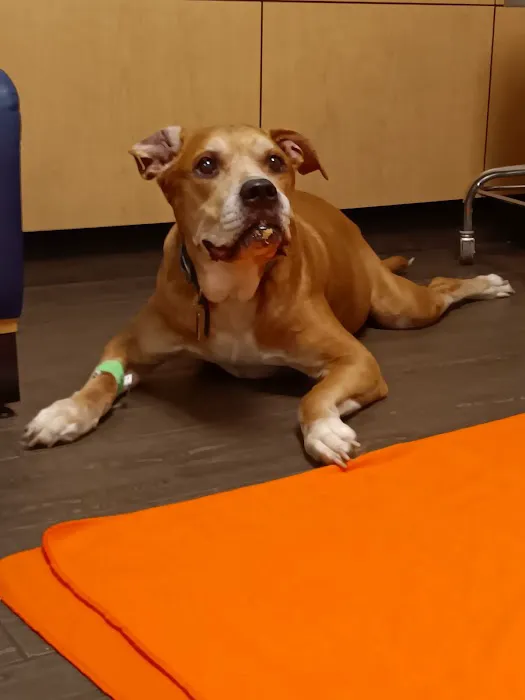 Banfield Pet Hospital Picture 8