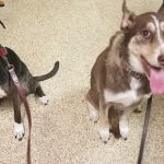 Thornwood Veterinary Hospital