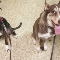 Thornwood Veterinary Hospital ico