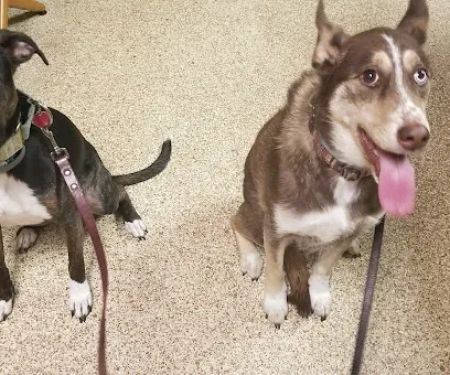 Thornwood Veterinary Hospital