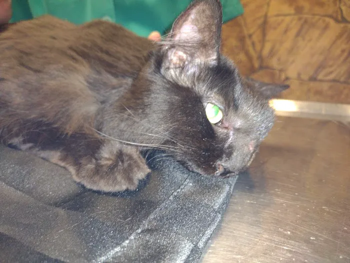 Thornwood Veterinary Hospital Picture 6