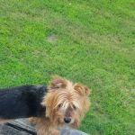 Orchard Creek Veterinary Hospital
