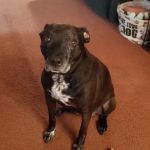 Whispering Pines Veterinary Services - Grove City