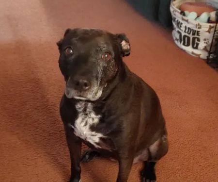 Whispering Pines Veterinary Services - Grove City
