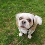 Alpine Trail Vet Clinic Inc