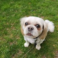 Alpine Trail Vet Clinic Inc ico