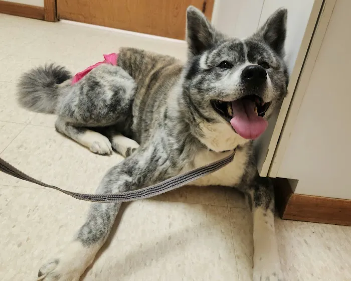 Alpine Trail Vet Clinic Inc Picture 2