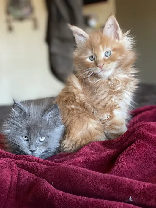 7&3 Cattery Picture 3