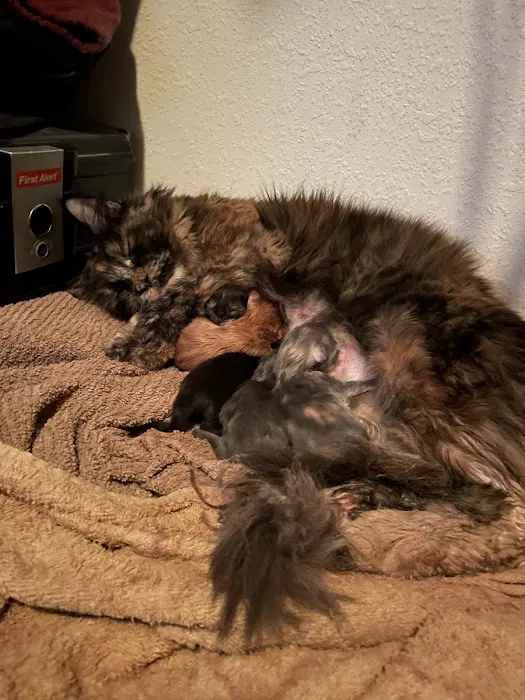 7&3 Cattery Picture 5