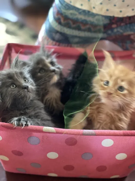 7&3 Cattery Picture 6