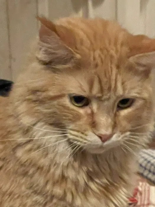 7&3 Cattery Picture 7