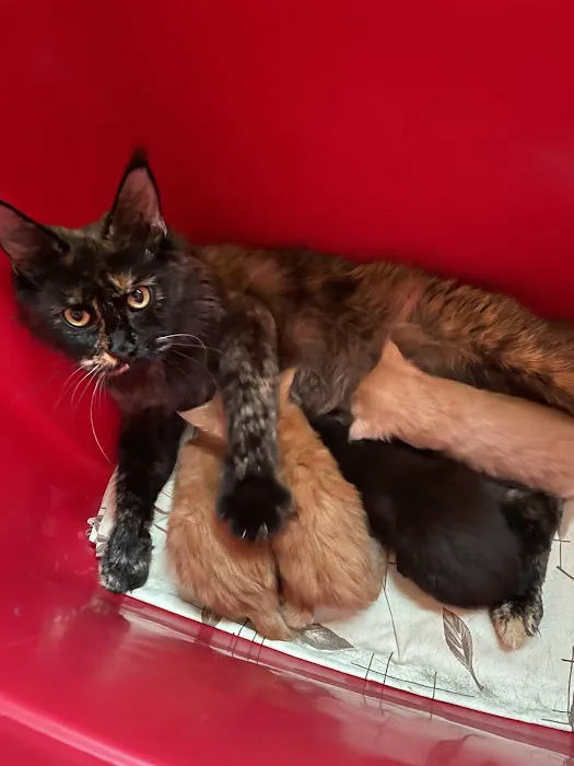 7&3 Cattery Picture 10