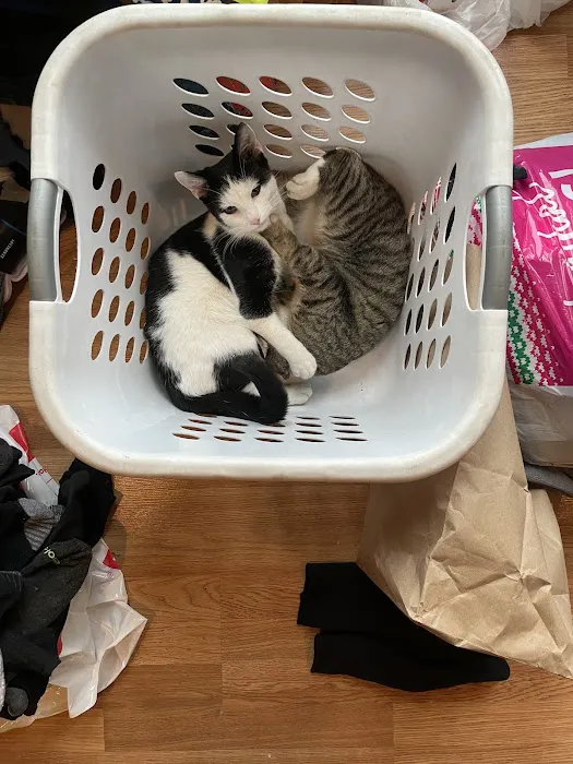 7&3 Cattery Picture 8