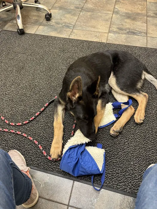 BluePearl Pet Hospital Picture 3