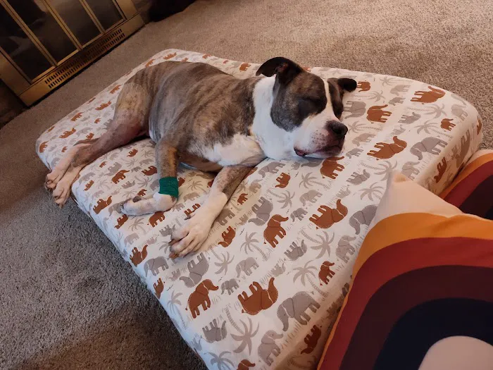 BluePearl Pet Hospital Picture 4