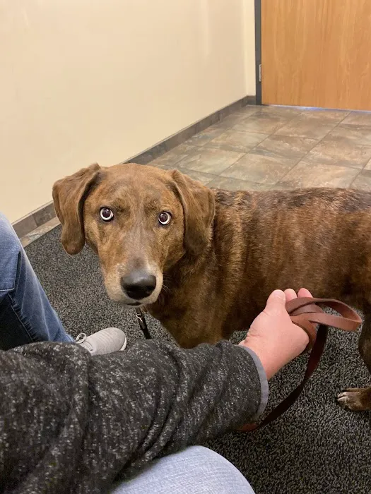 BluePearl Pet Hospital Picture 8