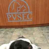 Animal Eye Clinic-Pittsburgh ico