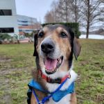 PetCure Oncology at Pittsburgh Veterinary Specialty and Emergency Center