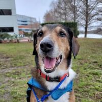 PetCure Oncology at Pittsburgh Veterinary Specialty and Emergency Center ico