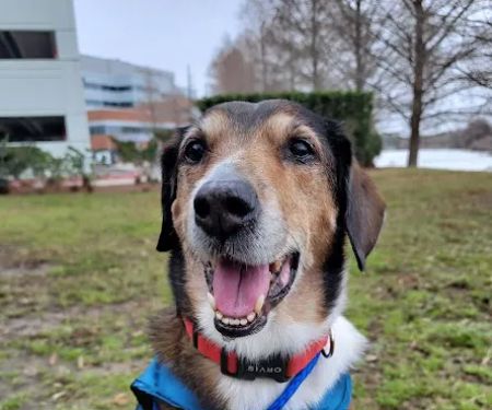 PetCure Oncology at Pittsburgh Veterinary Specialty and Emergency Center