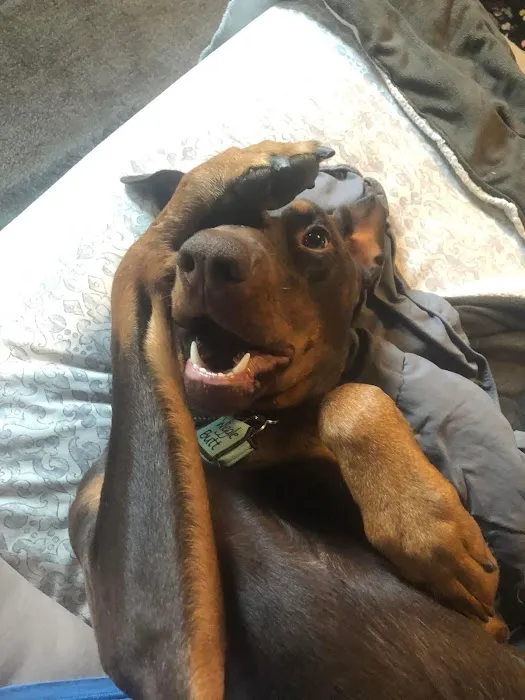 Pittsburgh Veterinary Cardiology Picture 8