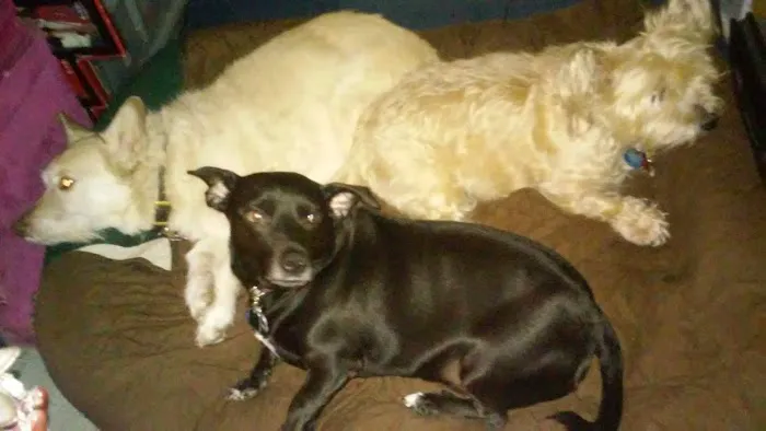 Animal Medical Center of Kennedy Township P.C. Picture 9