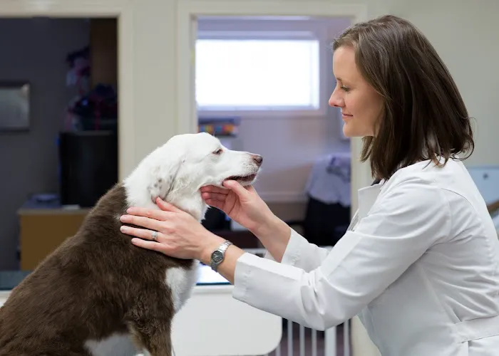 Grace Animal Hospital Picture 7