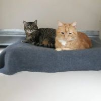 Harrison Central Veterinary Hospital ico