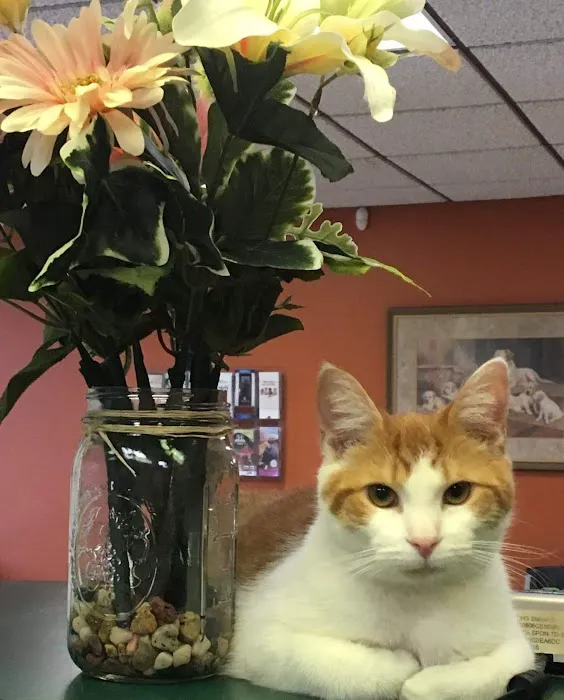 All Pets Animal Clinic Picture 4
