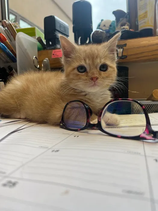 All Pets Animal Clinic Picture 2