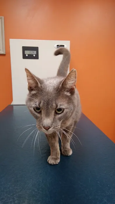 All Pets Animal Clinic Picture 5