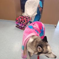 Clarksburg Veterinary Hospital ico
