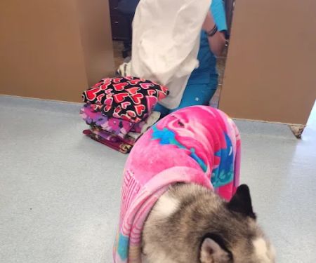 Clarksburg Veterinary Hospital