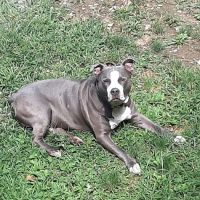 Claysville Animal Care ico