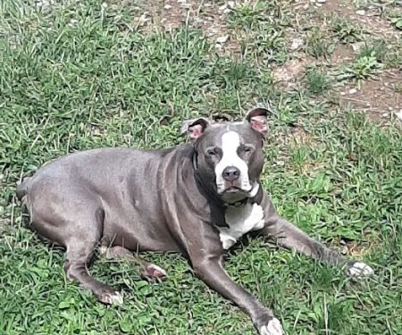 Claysville Animal Care