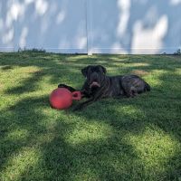 Eastport Animal Hospital ico