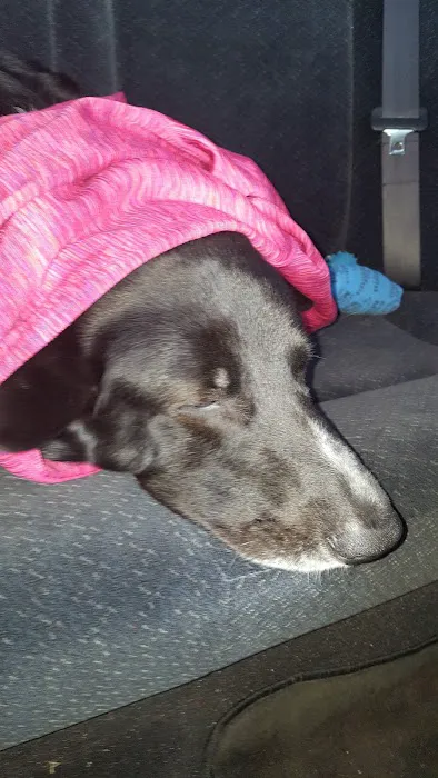 Eastport Animal Hospital Picture 9