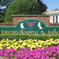 The Moriches Hospital For Animals ico
