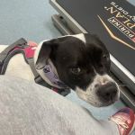 Floyd Harbor Animal Hospital