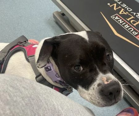 Floyd Harbor Animal Hospital