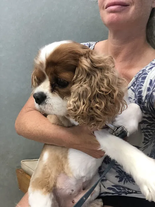 Hampton Veterinary Hospital Picture 1