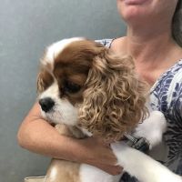 Hampton Veterinary Hospital ico