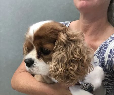 Hampton Veterinary Hospital