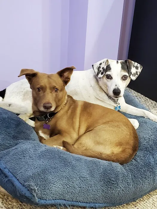 Hampton Veterinary Hospital Picture 4
